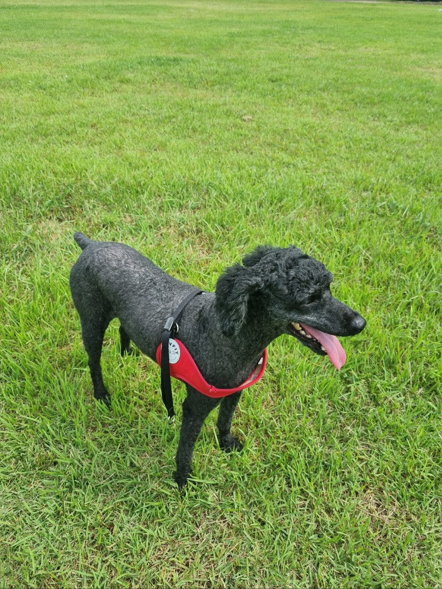 유기견보호센터 강아지보호소 고양이보호소 - 펫찾기 19번째 사진