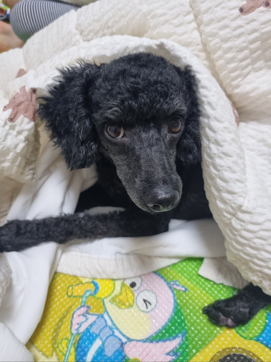 유기견보호센터 강아지보호소 고양이보호소 - 펫찾기 18번째 사진