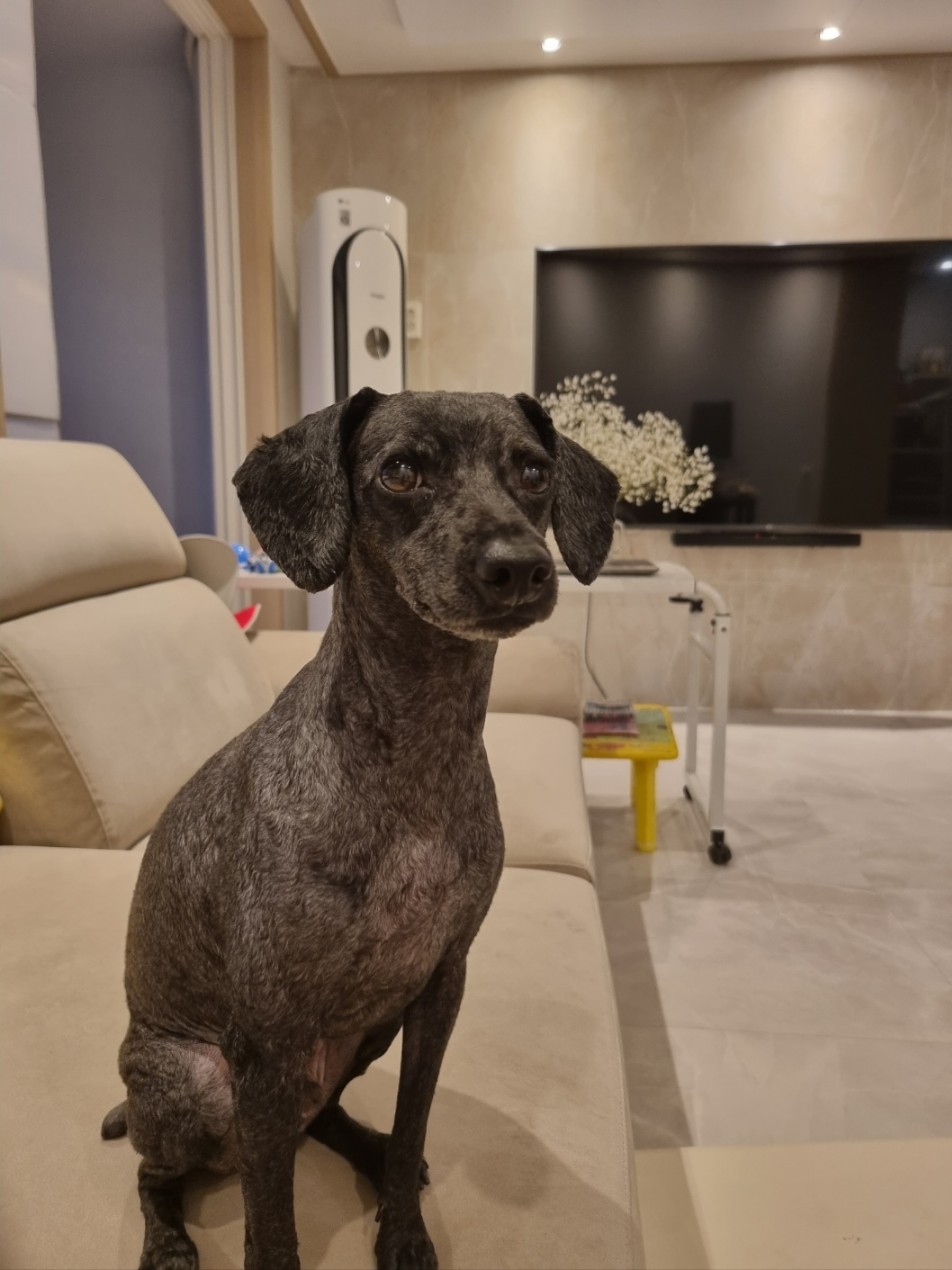 유기견보호센터 강아지보호소 고양이보호소 - 펫찾기 20번째 사진