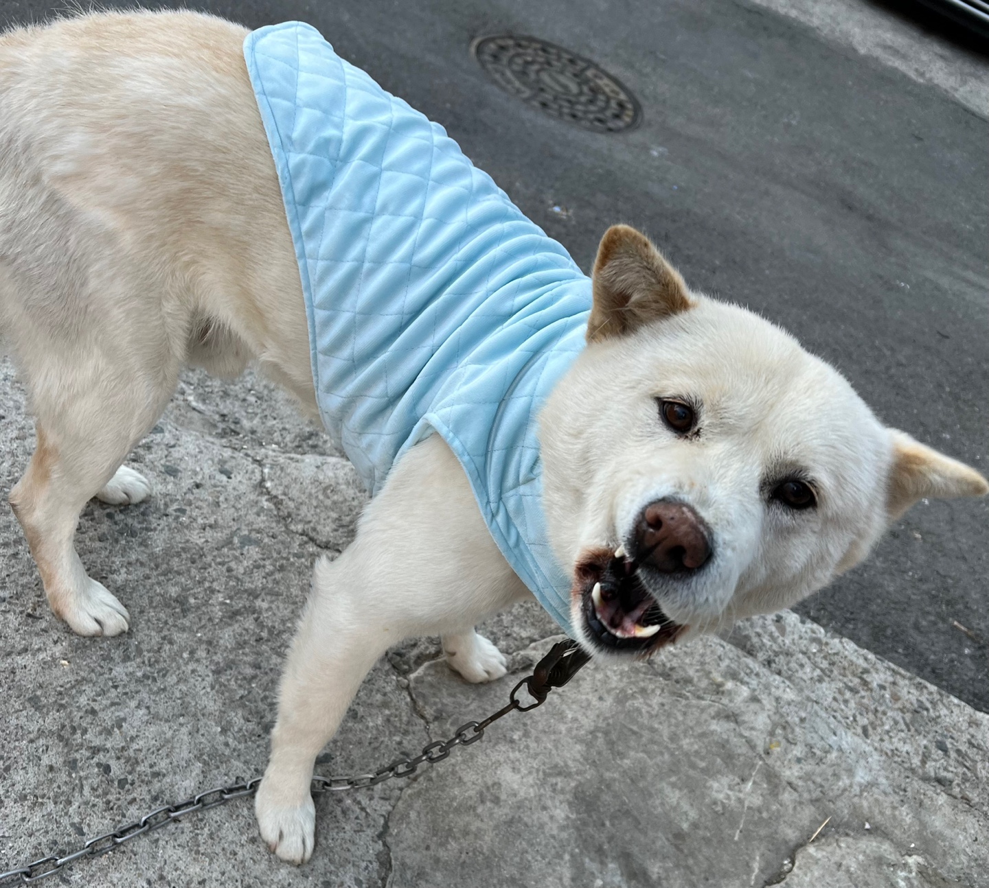 두리를 찾습니다