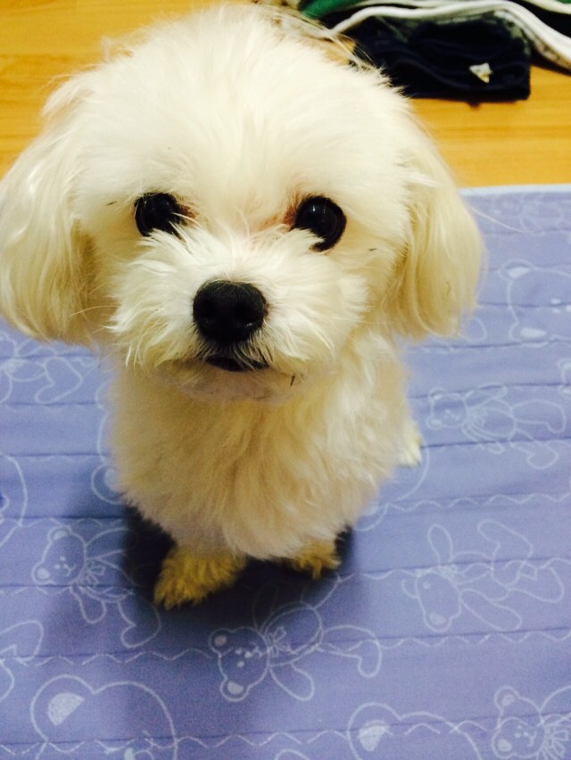 수원시 권선동 말티즈 잃어버렸어요 - 강아지 찾아요 - 유기견 보호 센터 - 이미지 1