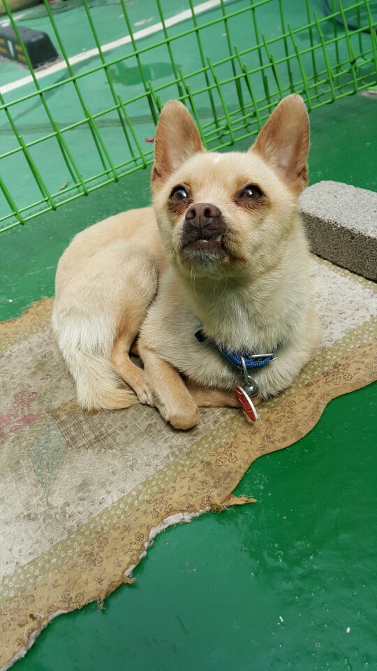 풍년이를 찾습니다. - 강아지 찾아요 - 유기견 보호 센터 - 이미지 2