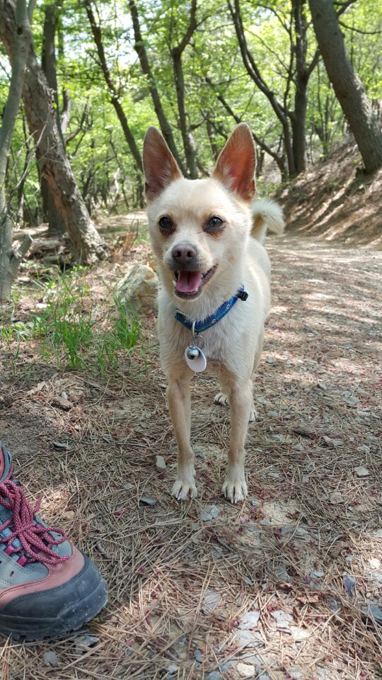 풍년이를 찾습니다. - 강아지 찾아요 - 유기견 보호 센터 - 이미지 1