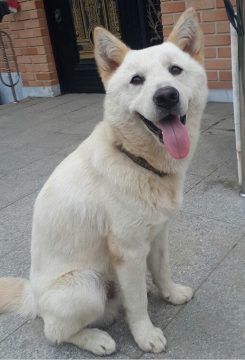 *********진돗개를 찾습니다.. - 강아지 찾아요 - 유기견 보호 센터 - 이미지 1