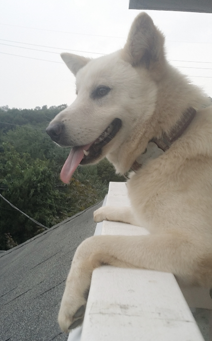 *********진돗개를 찾습니다.. - 강아지 찾아요 - 유기견 보호 센터 - 이미지 2