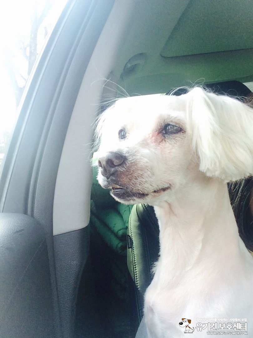 수리를 찾습니다!! - 강아지 찾아요 - 유기견 보호 센터 - 이미지 2