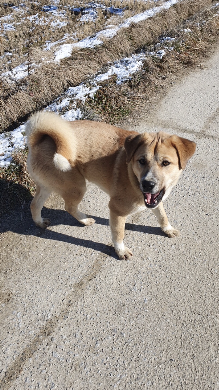 유기견보호센터 강아지보호소 고양이보호소 - 펫찾기 36번째 사진