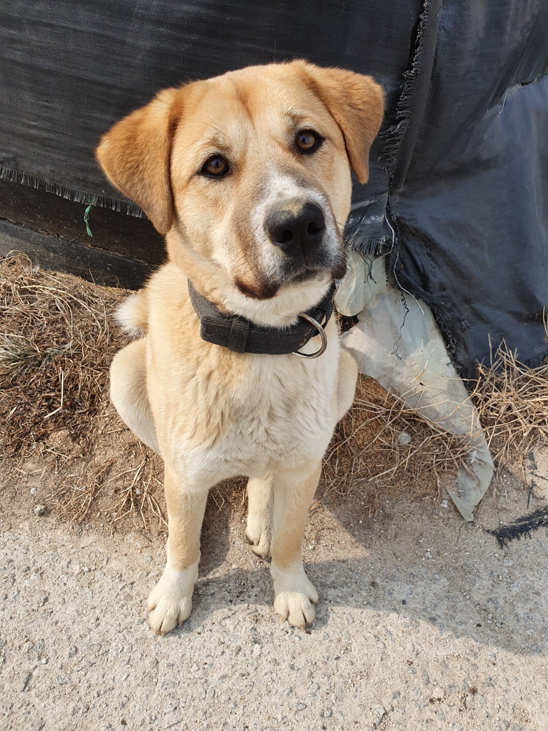 유기견보호센터 강아지보호소 고양이보호소 - 펫찾기 37번째 사진