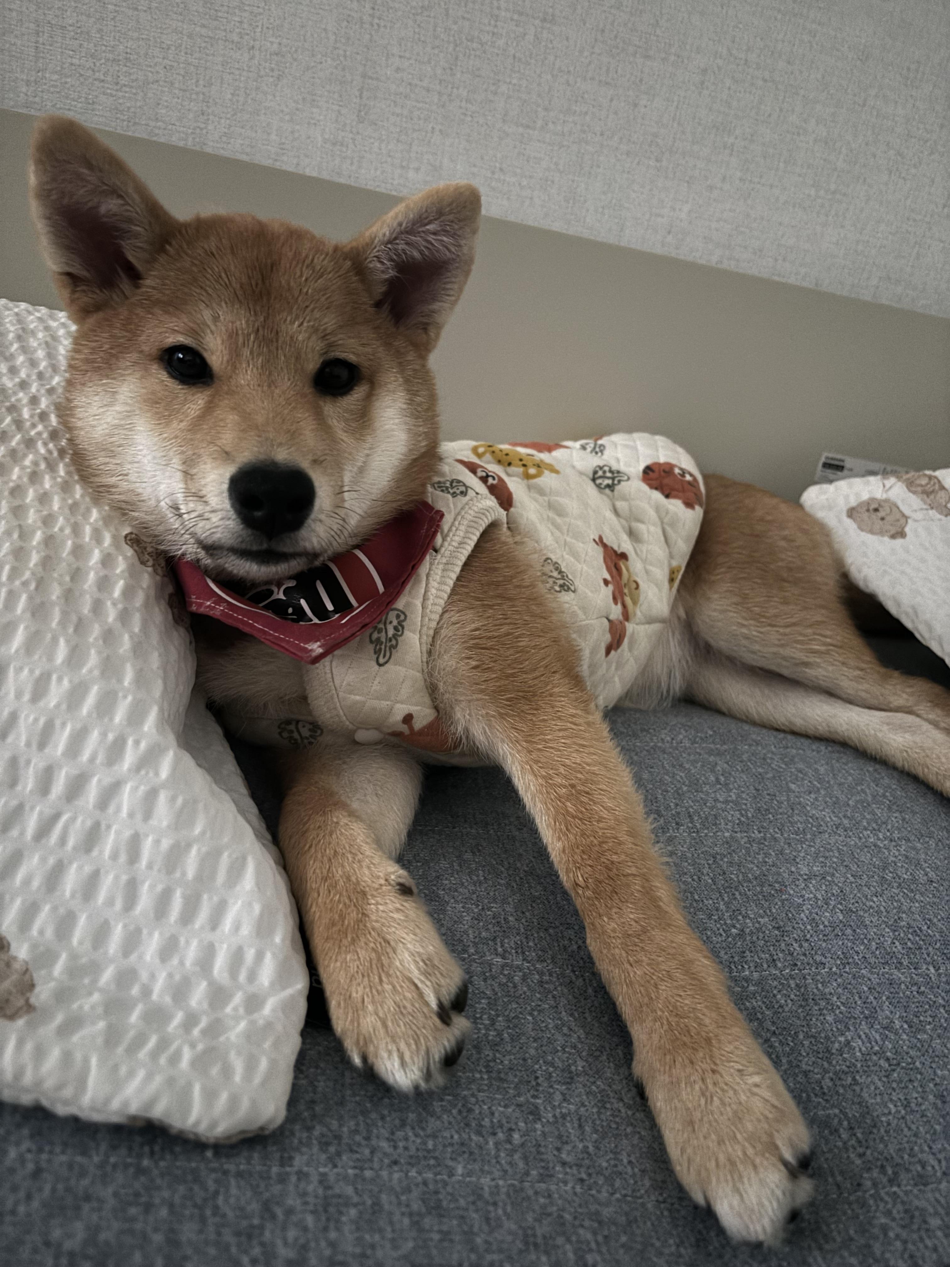 시바견실종 - 강아지 찾아요 - 유기견 보호 센터 - 이미지 1