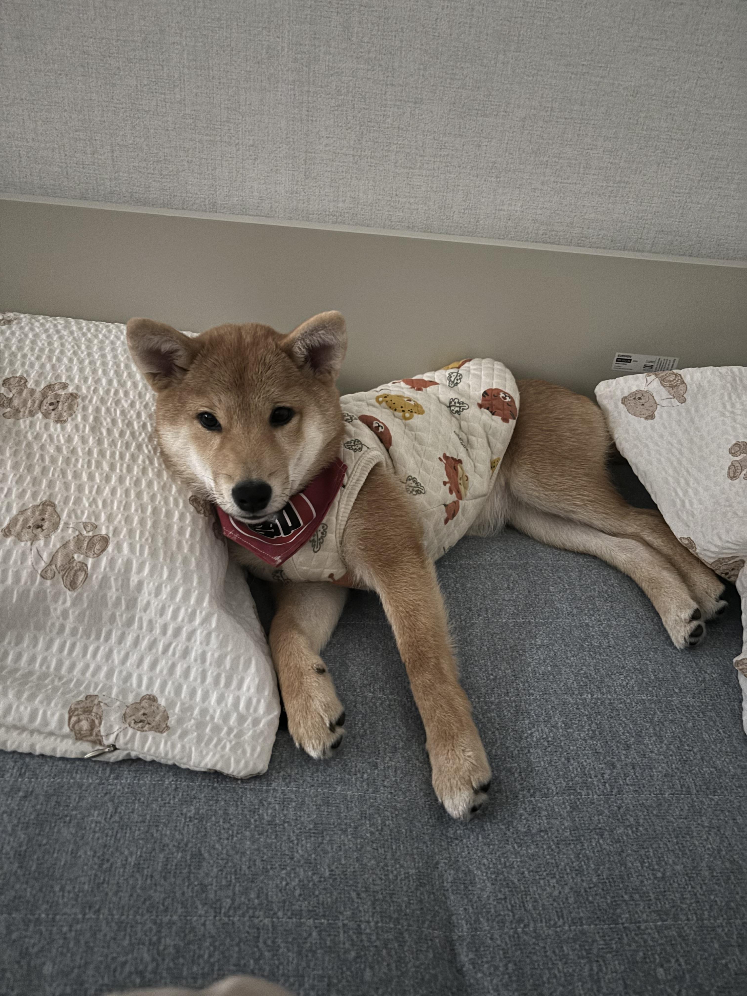 시바견실종 - 강아지 찾아요 - 유기견 보호 센터 - 이미지 3