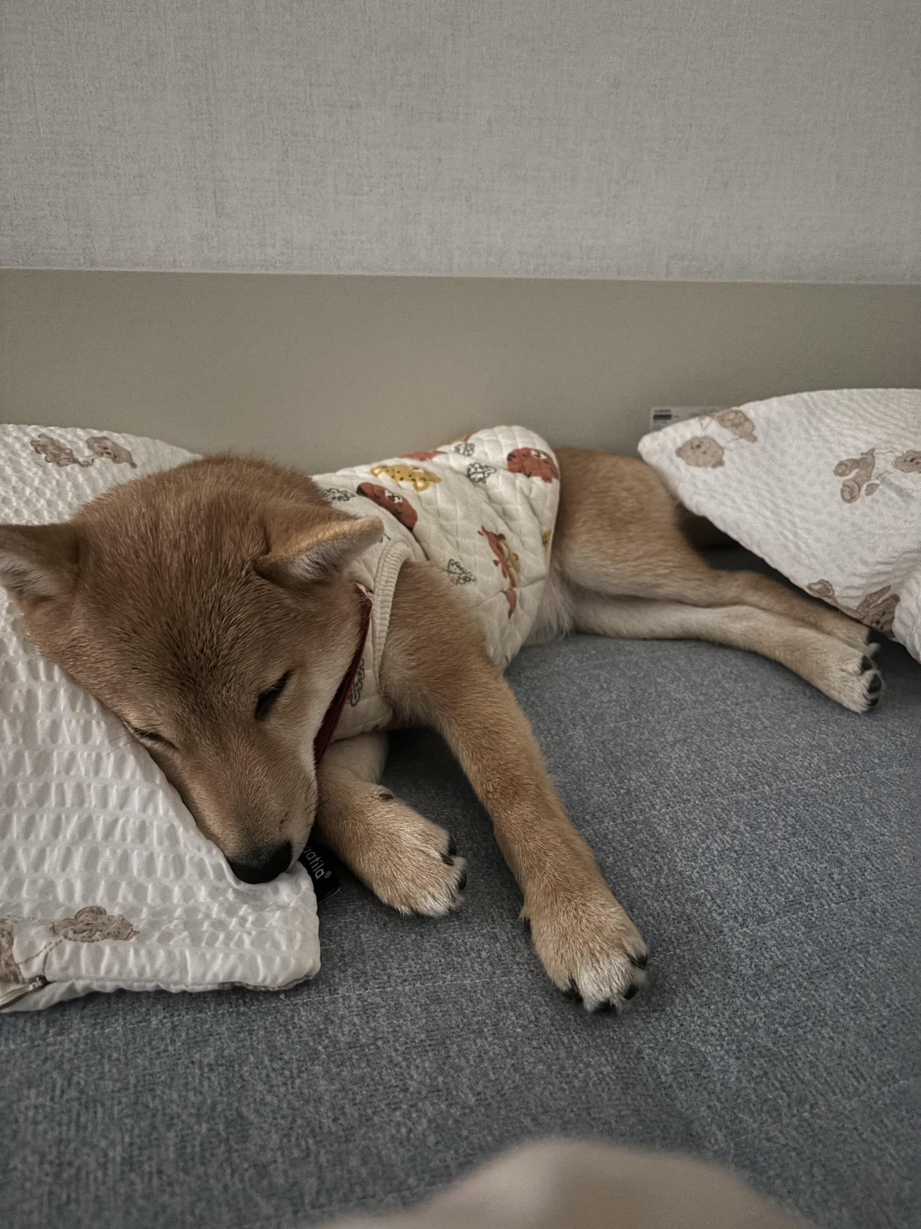 시바견실종 - 강아지 찾아요 - 유기견 보호 센터 - 이미지 2