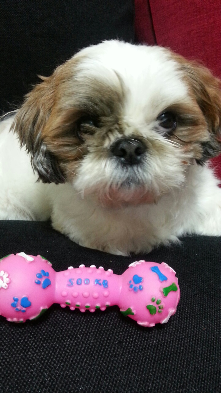 시츄남아찾아요 ㅜ.ㅜ - 강아지 찾아요 - 유기견 보호 센터 - 이미지 1