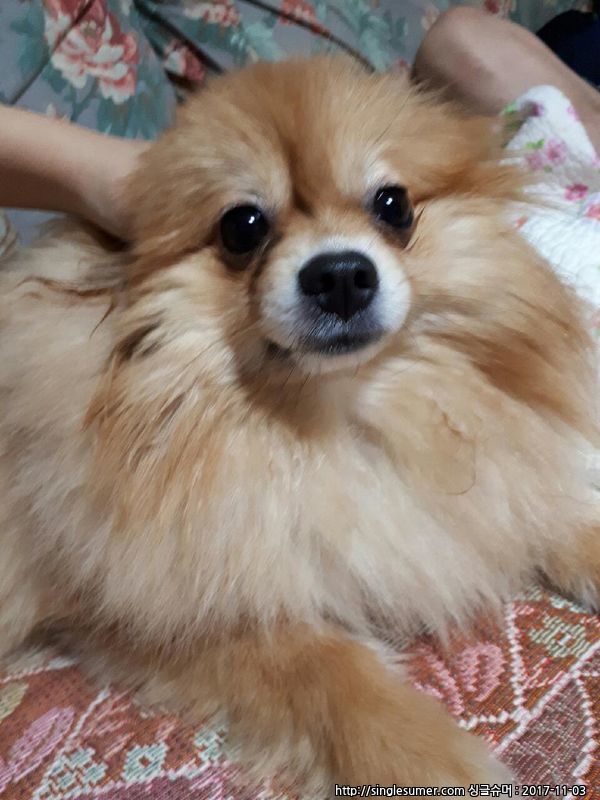 유기견보호센터 강아지보호소 고양이보호소 - 펫찾기 8번째 사진