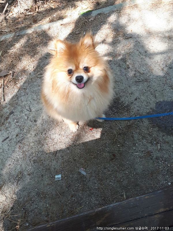 유기견보호센터 강아지보호소 고양이보호소 - 펫찾기 7번째 사진