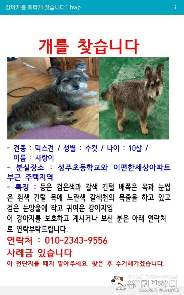 부천 성주초등학교 인근 주택가에서 강아지를 잃어버렸습니다 - 강아지 찾아요 - 유기견 보호 센터 - 이미지 3