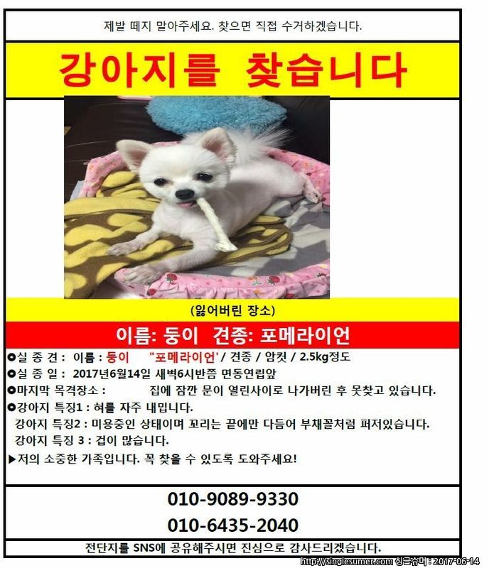 (면목동)포메 강아지 찾습니다