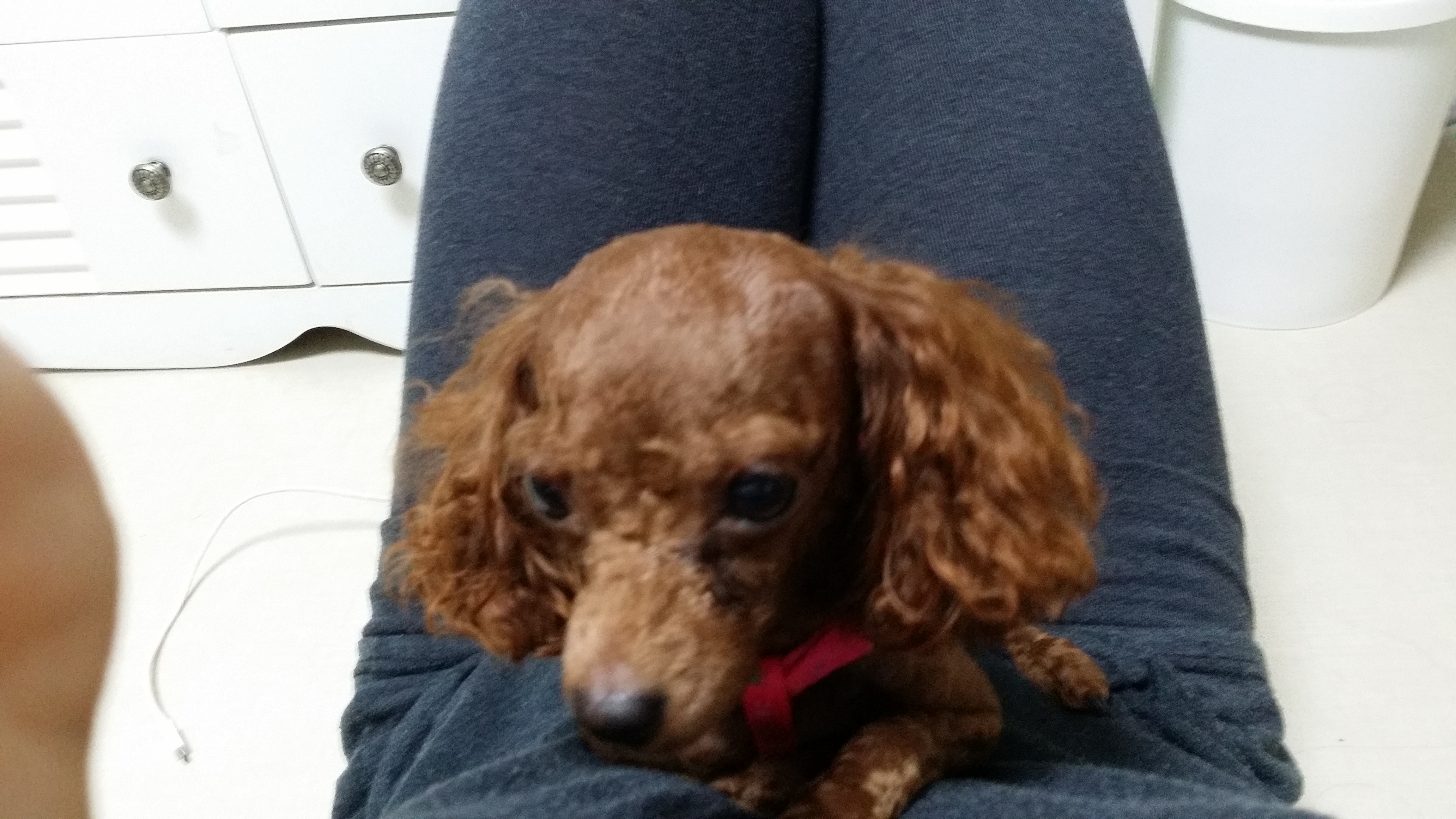 우리 감자 찾아주세요 - 강아지 찾아요 - 유기견 보호 센터 - 이미지 1