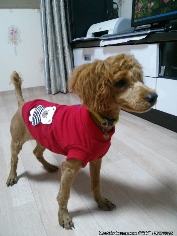 사랑이를 찾습니다