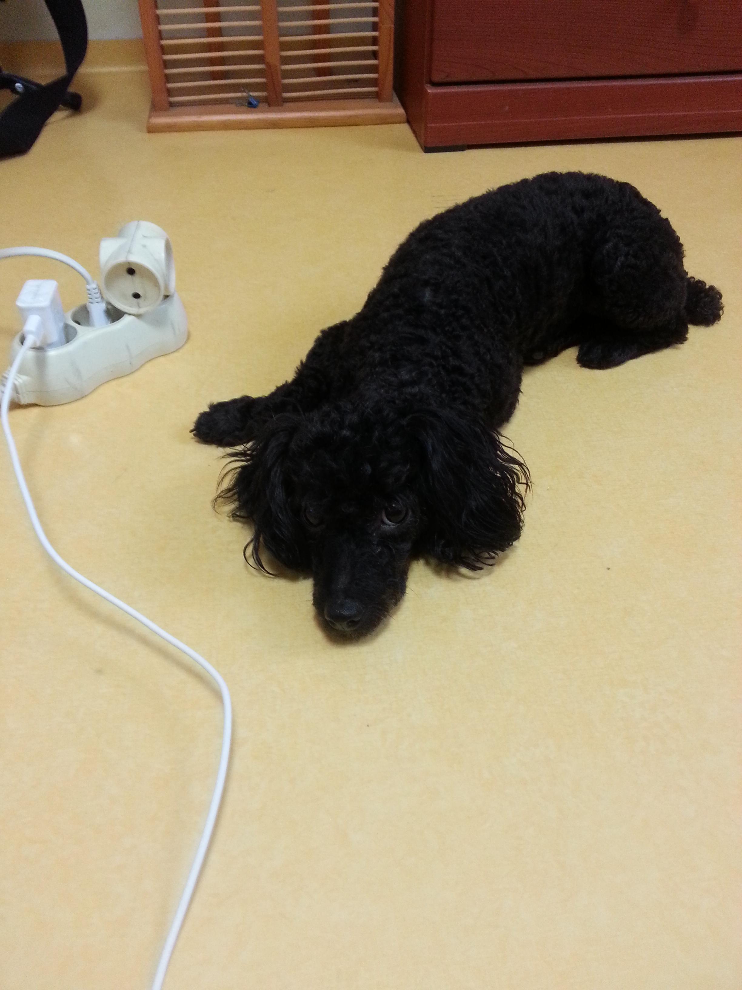 (대천해수욕장부근) 검정색 토이푸들 영자 찾습니다. - 강아지 찾아요 - 유기견 보호 센터 - 이미지 1