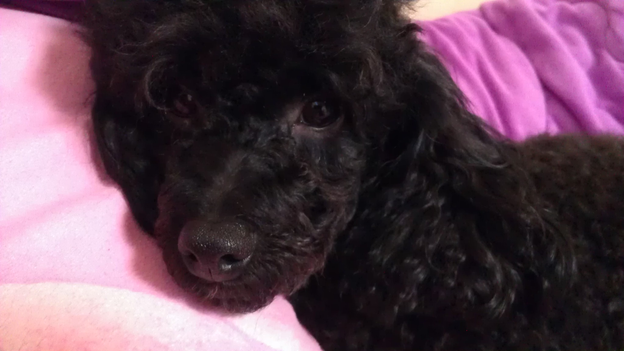 (대천해수욕장부근) 검정색 토이푸들 영자 찾습니다. - 강아지 찾아요 - 유기견 보호 센터 - 이미지 3