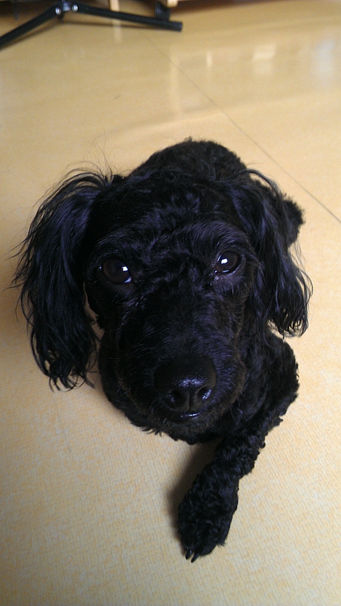 (대천해수욕장부근) 검정색 토이푸들 영자 찾습니다. - 강아지 찾아요 - 유기견 보호 센터 - 이미지 2