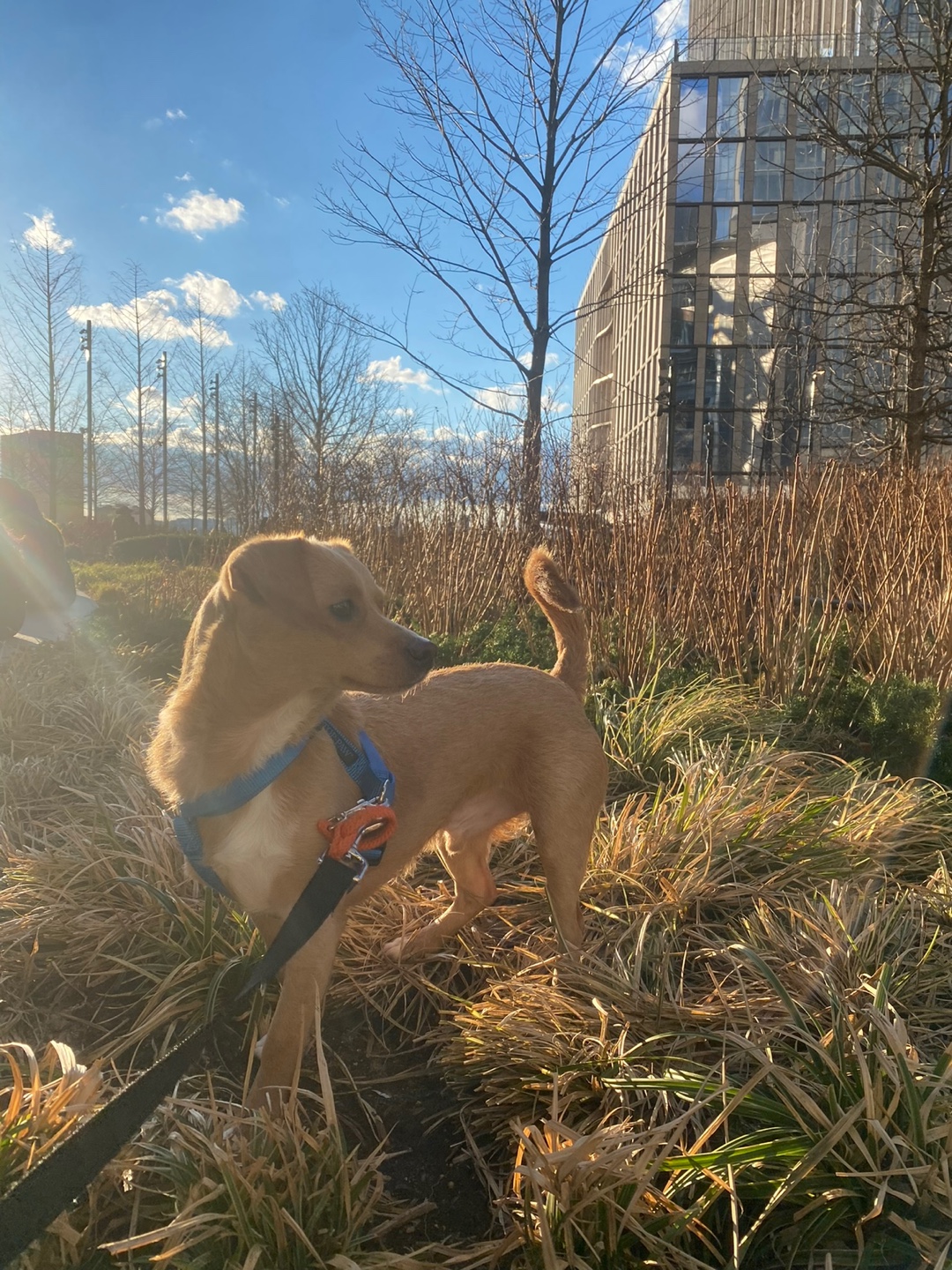 유기견보호센터 강아지보호소 고양이보호소 - 펫찾기 12번째 사진