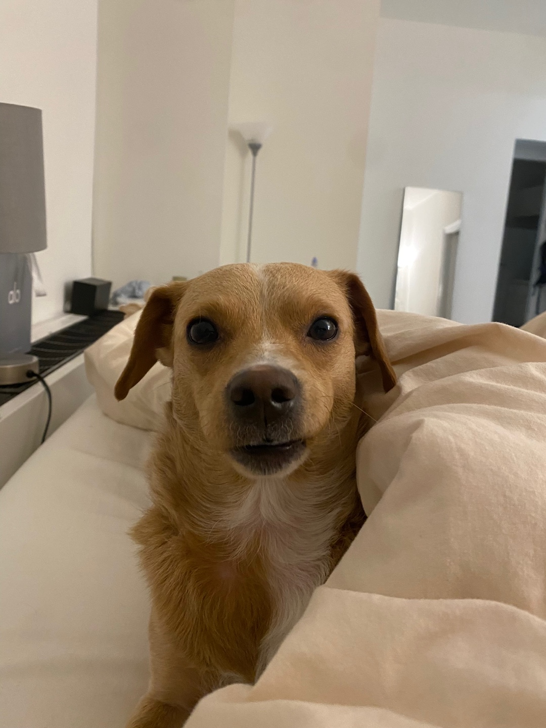 유기견보호센터 강아지보호소 고양이보호소 - 펫찾기 11번째 사진