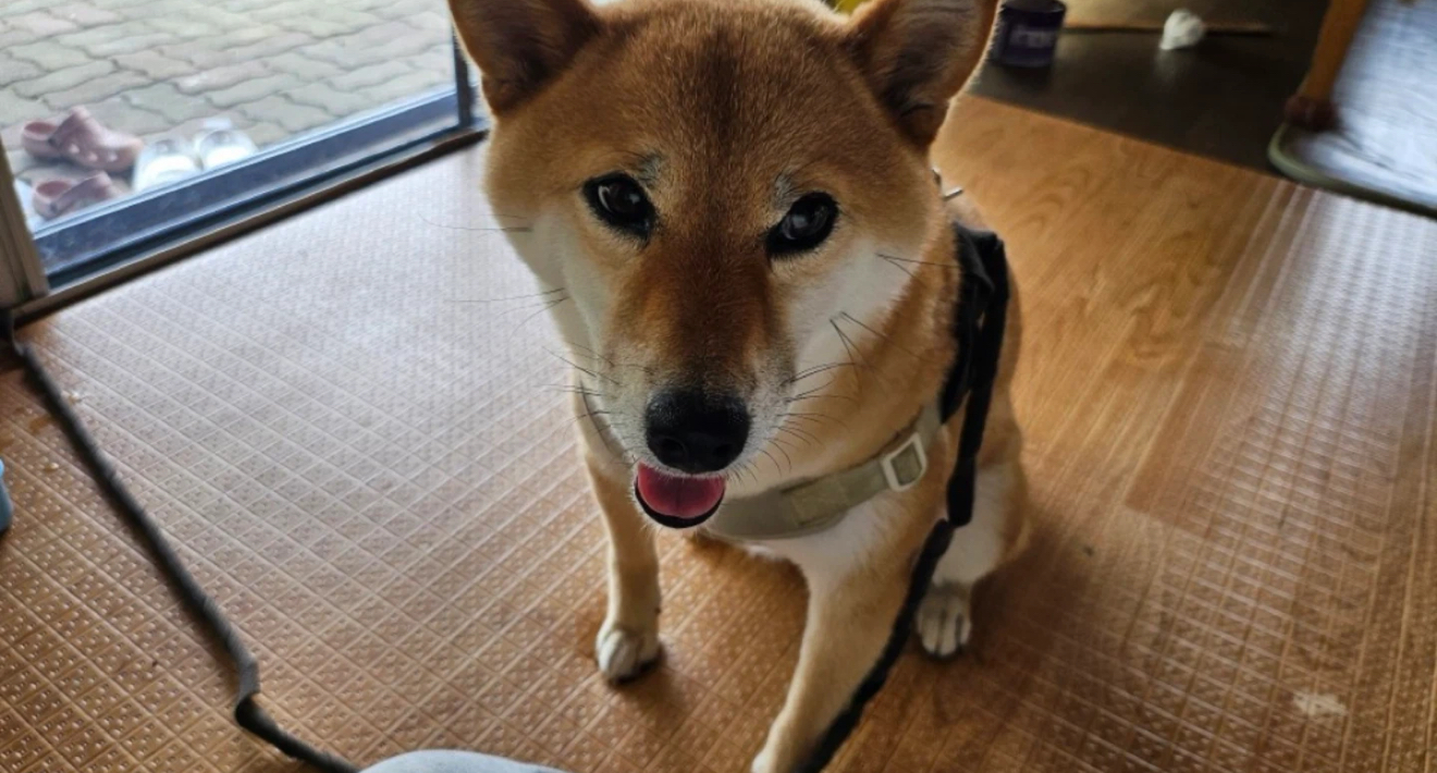 유기견보호센터 강아지보호소 고양이보호소 - 펫찾기 2번째 사진