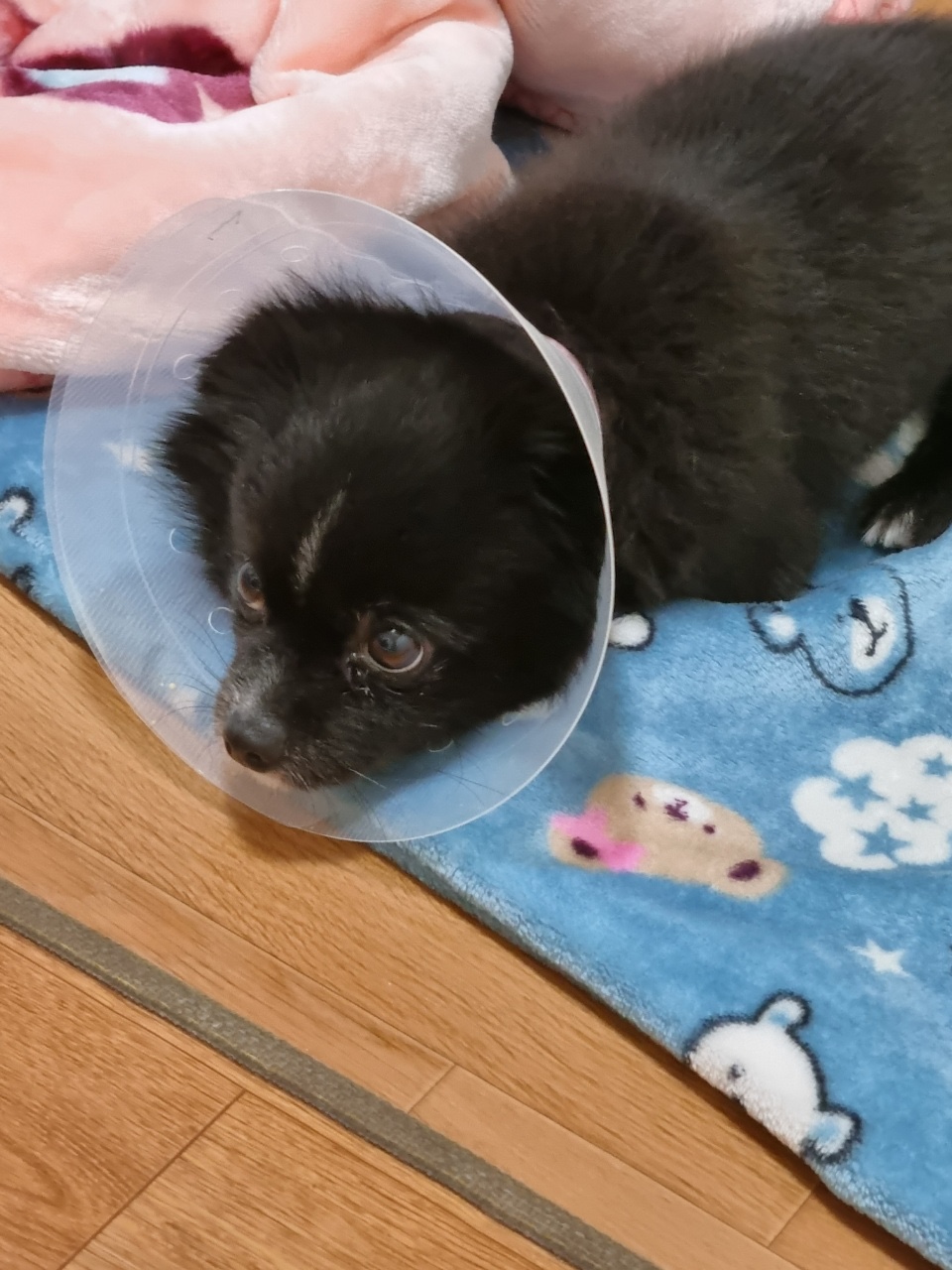 유기견보호센터 강아지보호소 고양이보호소 - 펫찾기 24번째 사진