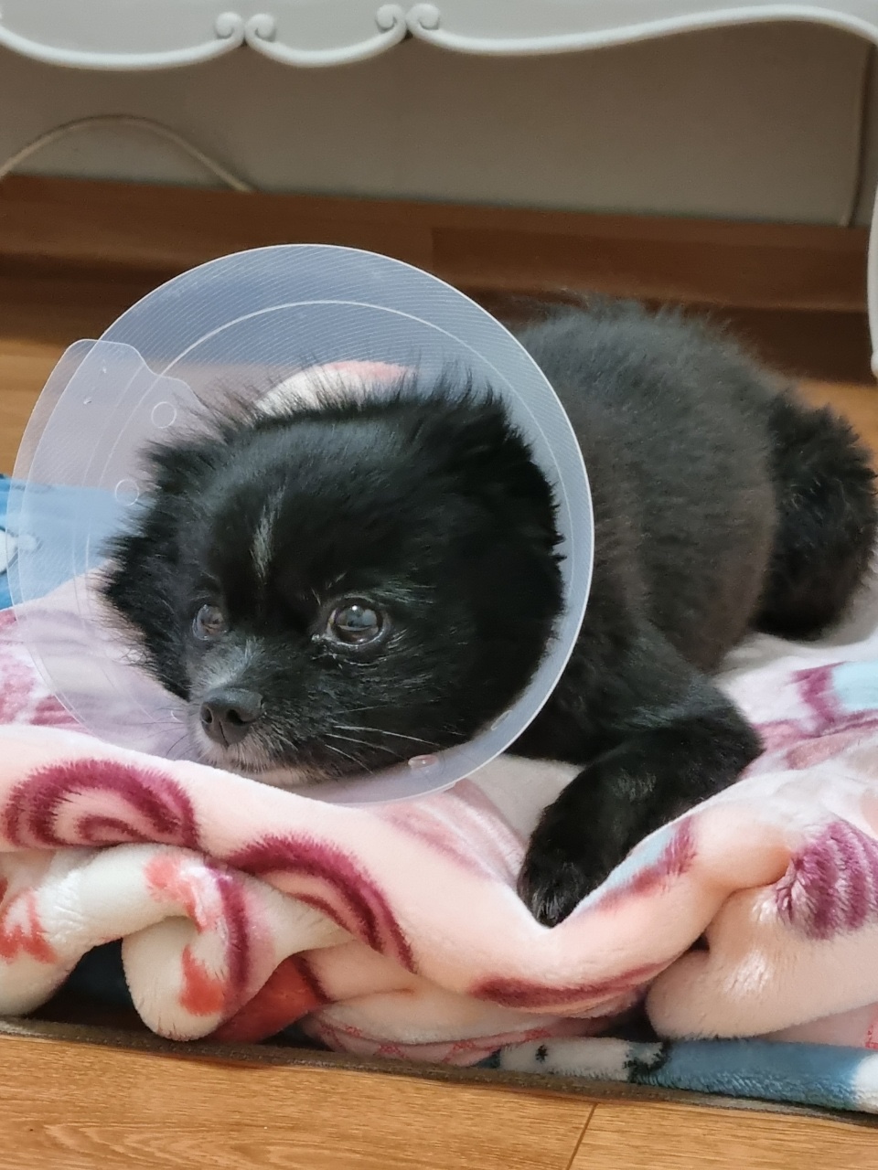 유기견보호센터 강아지보호소 고양이보호소 - 펫찾기 23번째 사진