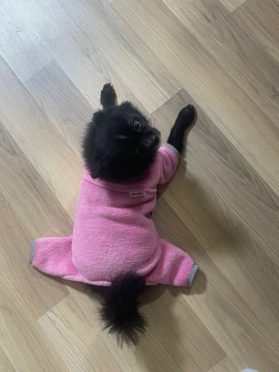 유기견보호센터 강아지보호소 고양이보호소 - 펫찾기 26번째 사진