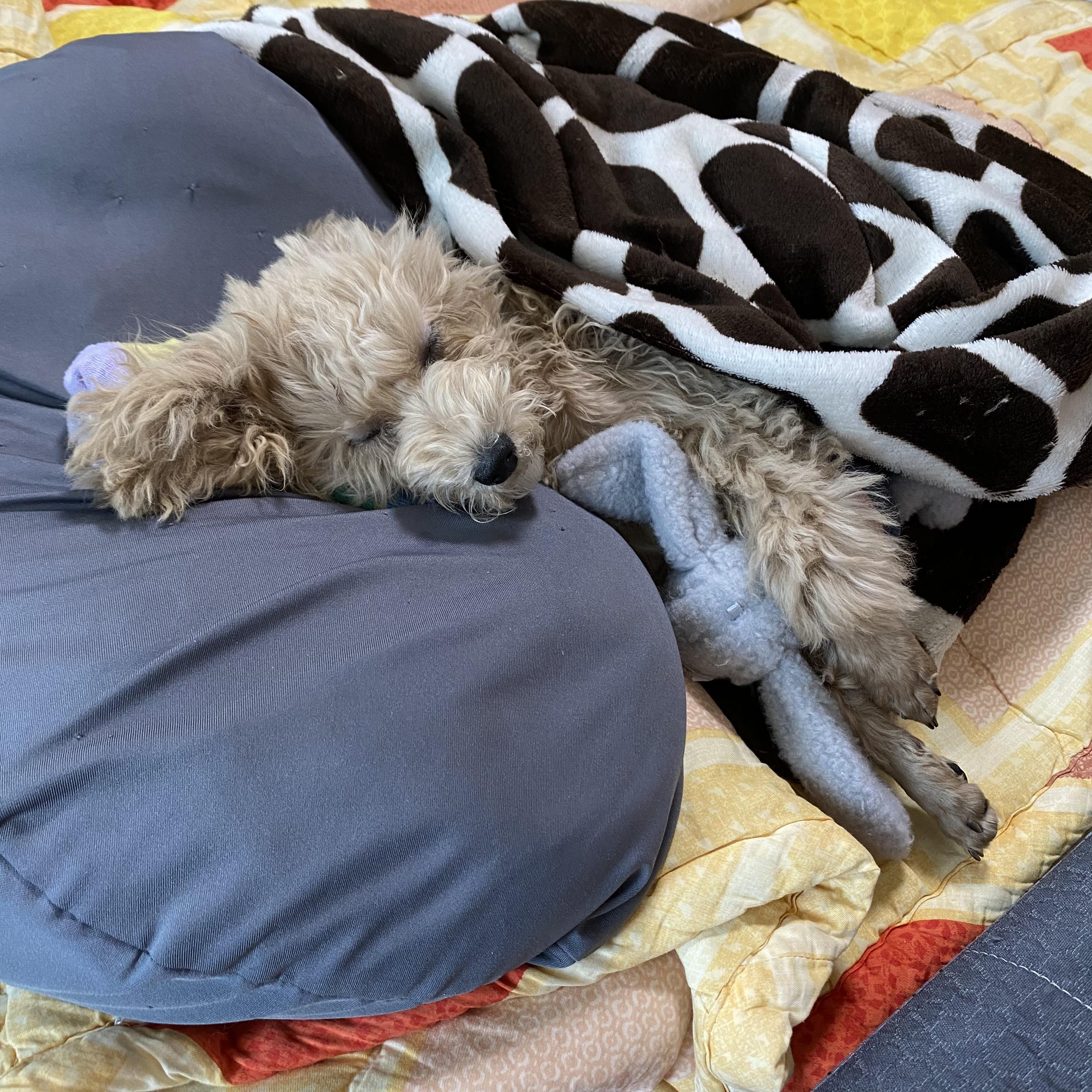 (군산시 내초동 군산공항,옥녀저수지)인근에서 잃어버린 강아지를 찾습니다!!!! - 강아지 찾아요 - 유기견 보호 센터 - 이미지 1