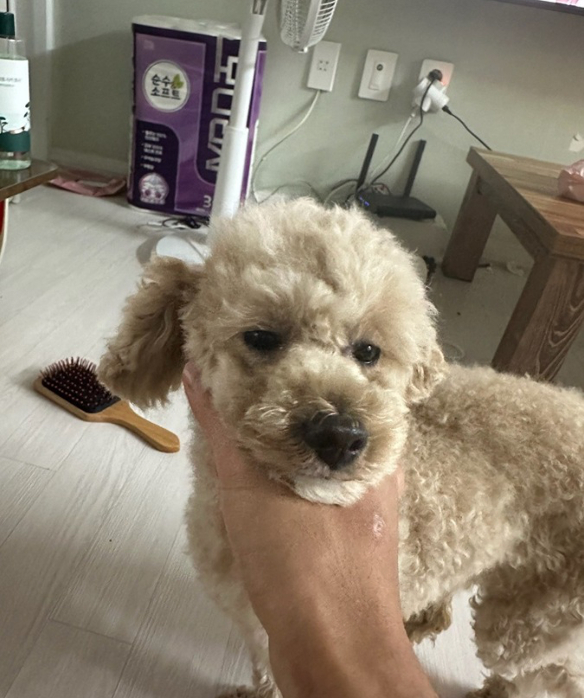 (군산시 내초동 군산공항,옥녀저수지)인근에서 잃어버린 강아지를 찾습니다!!!! - 강아지 찾아요 - 유기견 보호 센터 - 이미지 5