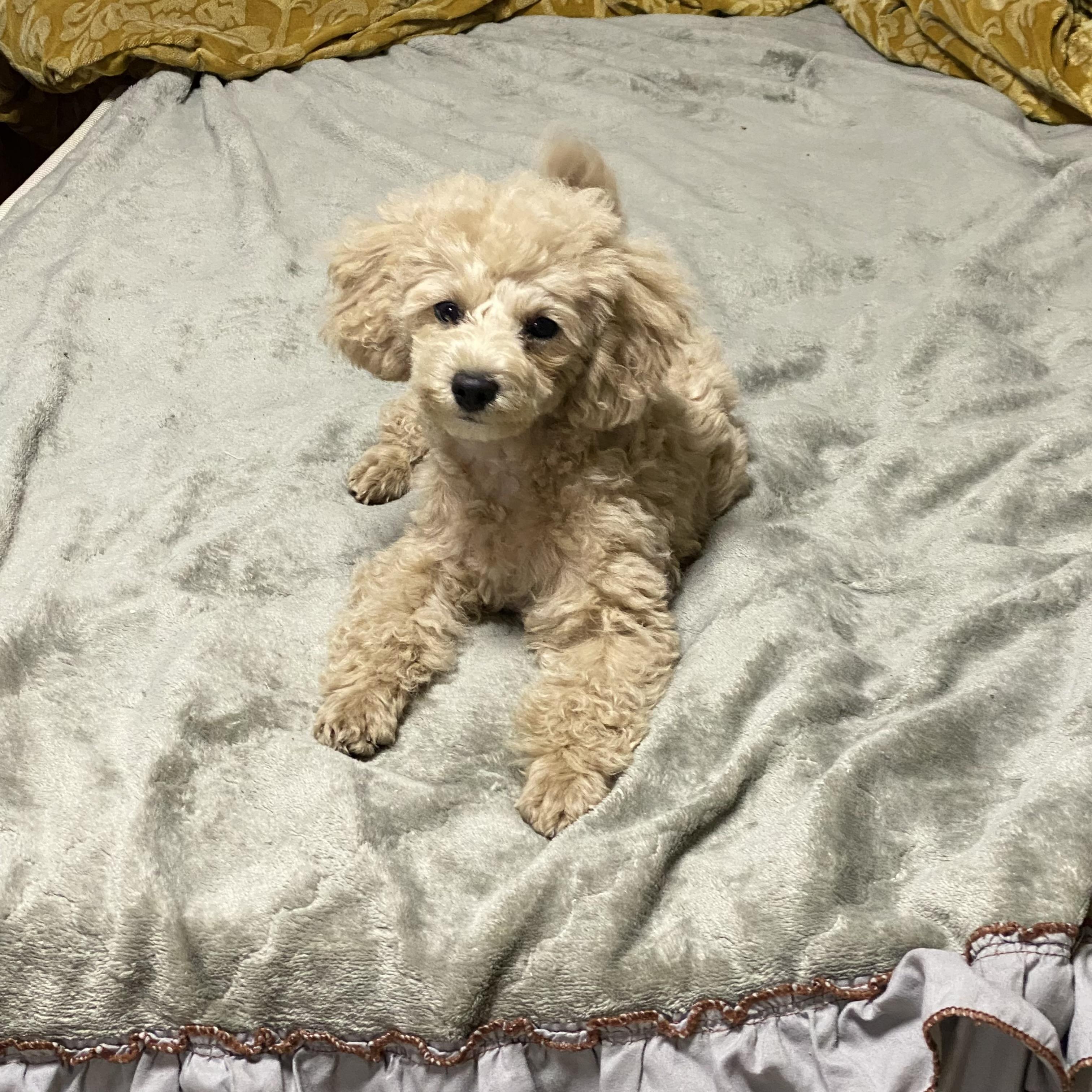 (군산시 내초동 군산공항,옥녀저수지)인근에서 잃어버린 강아지를 찾습니다!!!! - 강아지 찾아요 - 유기견 보호 센터 - 이미지 8