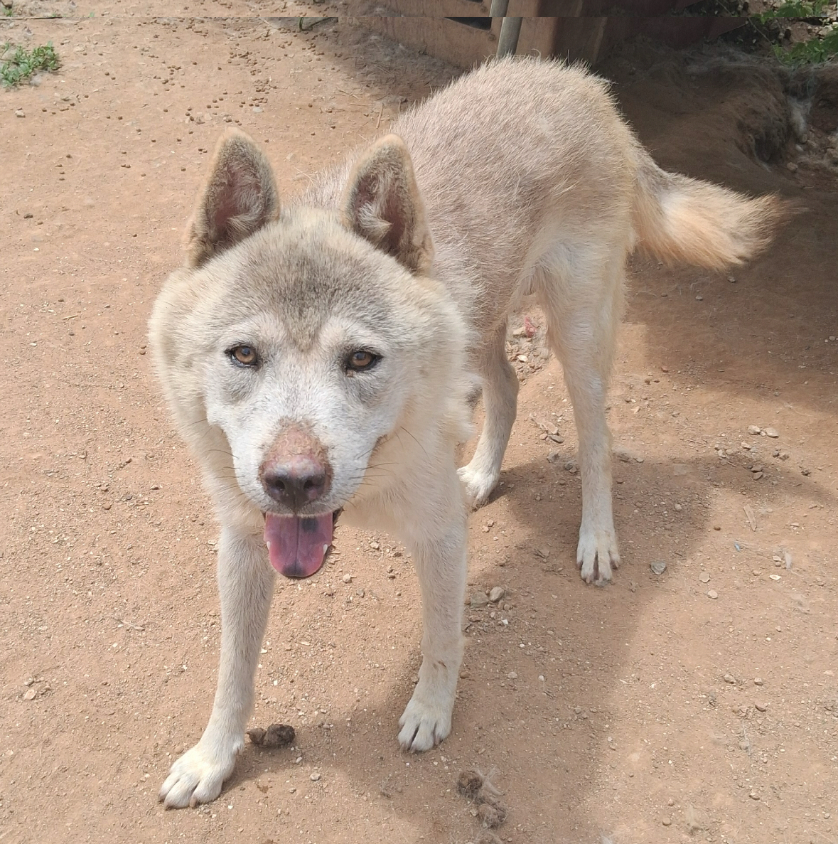 유기견보호센터 강아지보호소 고양이보호소 - 펫찾기 22번째 사진