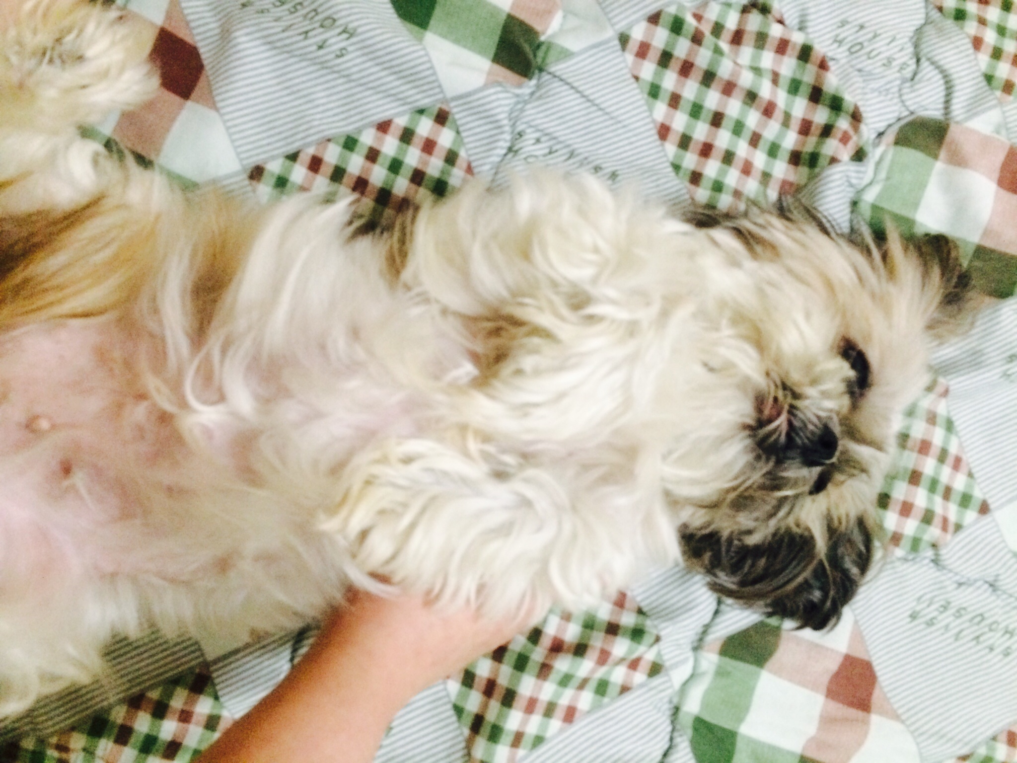 유기견)시츄 - 강아지 찾아요 - 유기견 보호 센터 - 이미지 3