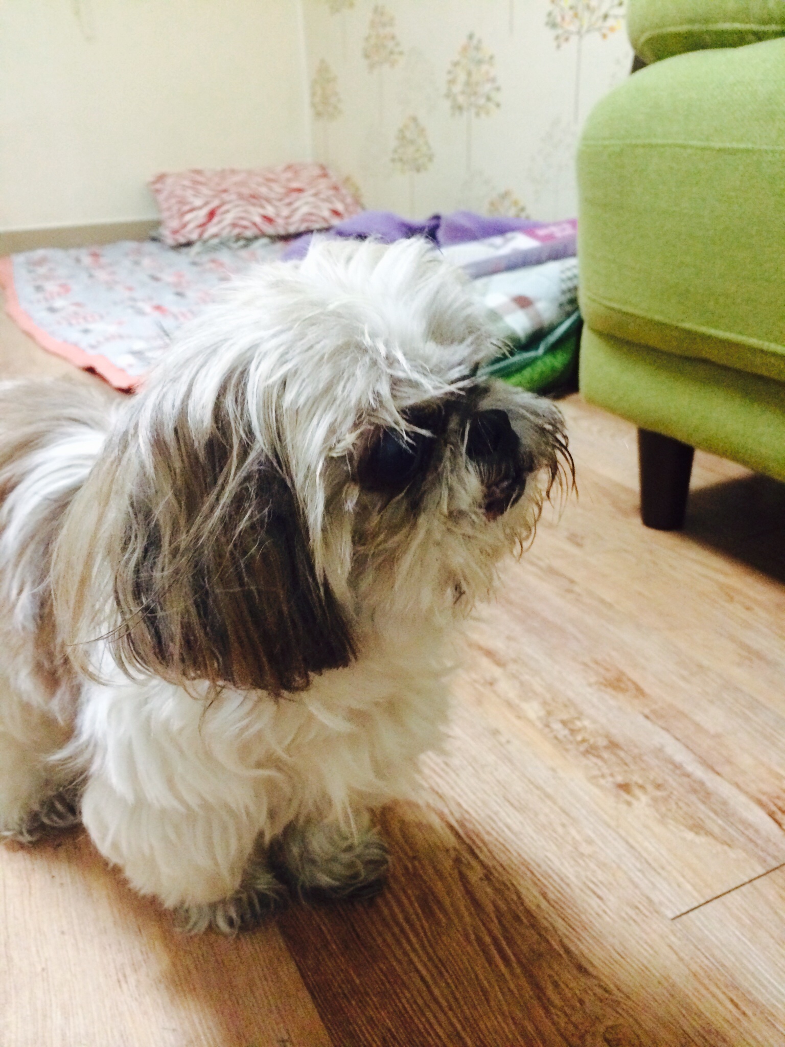 유기견)시츄 - 강아지 찾아요 - 유기견 보호 센터 - 이미지 2