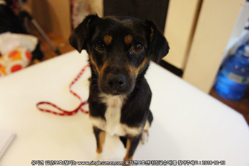 유기견보호센터 강아지보호소 고양이보호소 - 펫찾기 16번째 사진