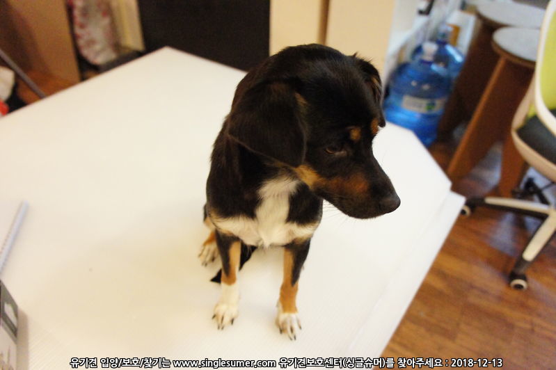 유기견보호센터 강아지보호소 고양이보호소 - 펫찾기 15번째 사진