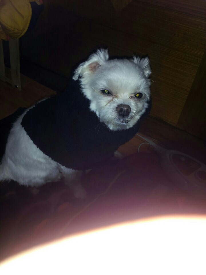 흰색 말티즈 남아 찾습니다!! - 강아지 찾아요 - 유기견 보호 센터 - 이미지 1