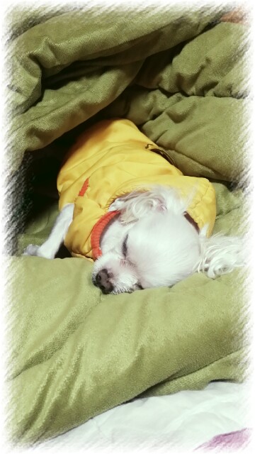 흰색 말티즈 남아 찾습니다!! - 강아지 찾아요 - 유기견 보호 센터 - 이미지 2