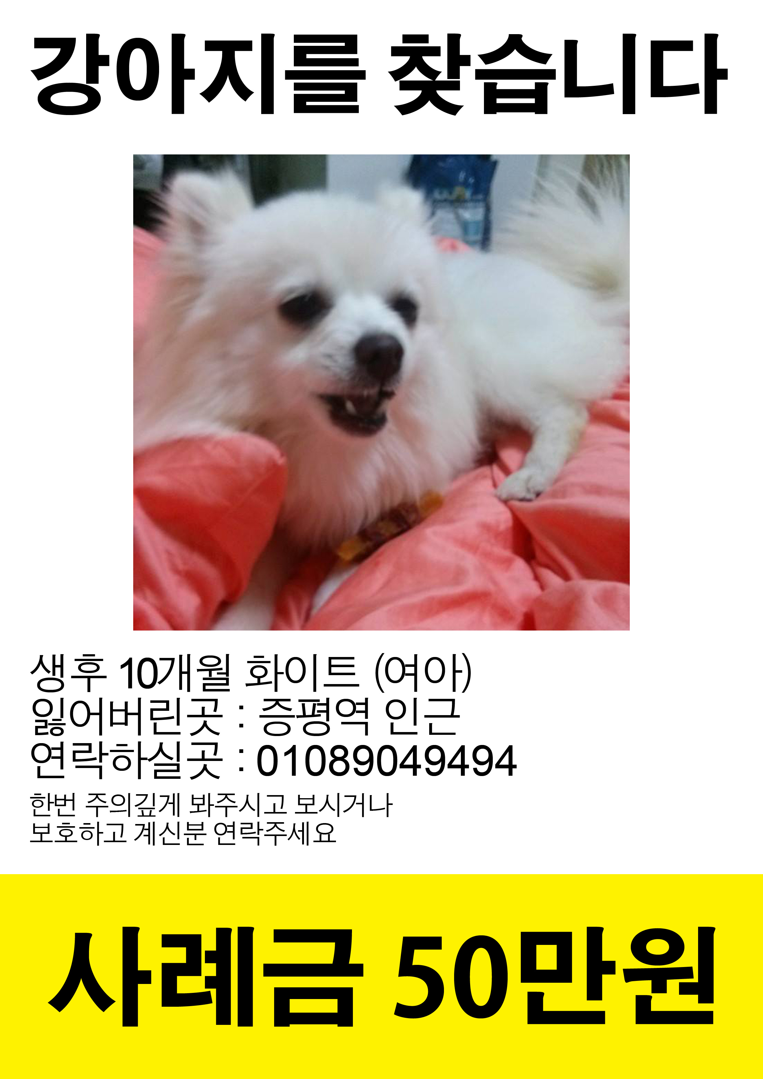 마루를 찾습니다(증평) - 강아지 찾아요 - 유기견 보호 센터 - 이미지 1