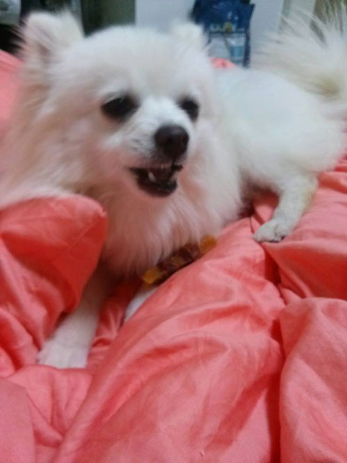 마루를 찾습니다(증평) - 강아지 찾아요 - 유기견 보호 센터 - 이미지 2