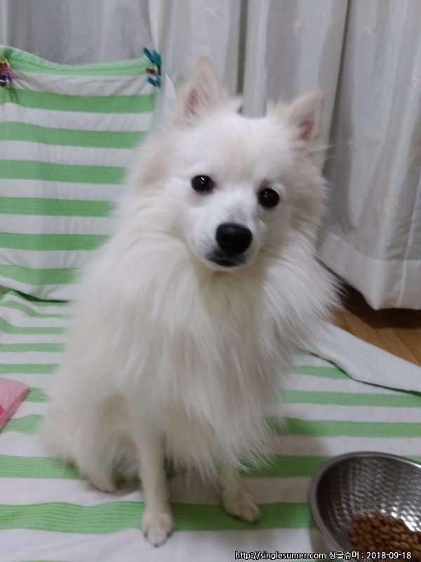 유기견보호센터 강아지보호소 고양이보호소 - 펫찾기 23번째 사진