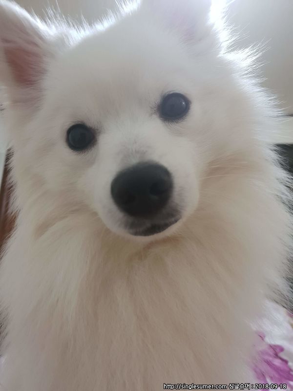 유기견보호센터 강아지보호소 고양이보호소 - 펫찾기 24번째 사진