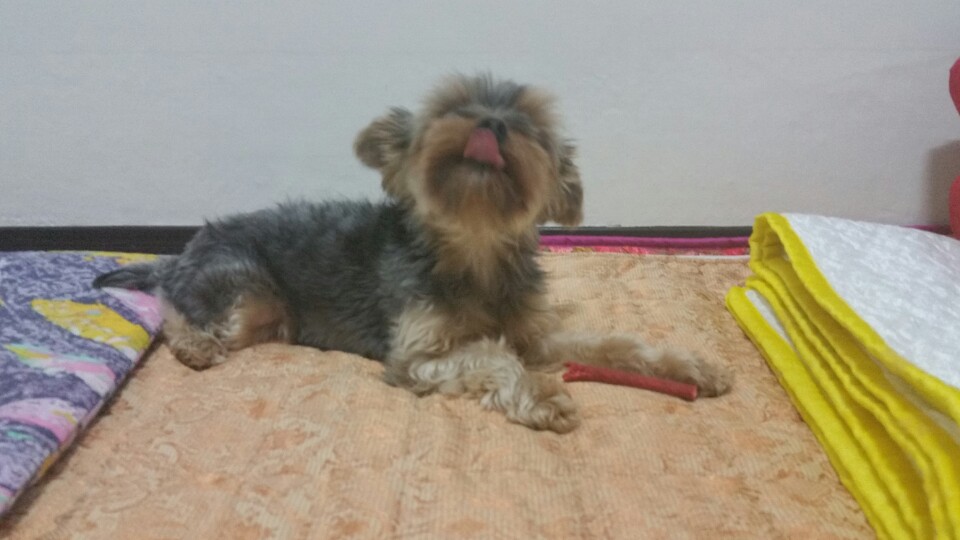 유기견보호센터 강아지보호소 고양이보호소 - 펫찾기 18번째 사진