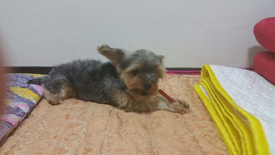 유기견보호센터 강아지보호소 고양이보호소 - 펫찾기 17번째 사진