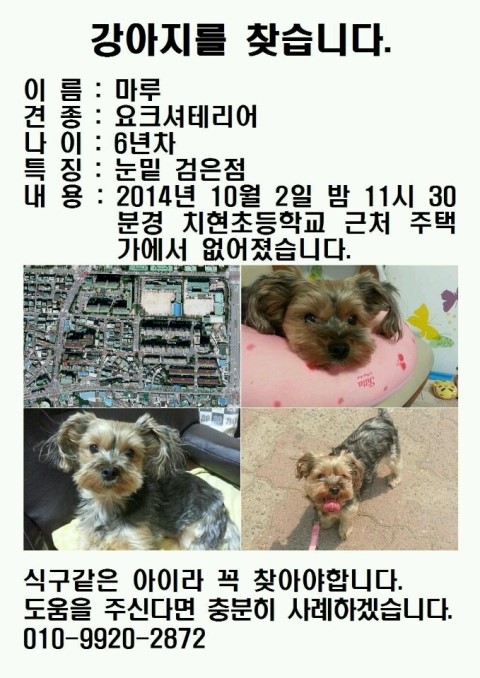 6살 남아 요크셔테리어 마루를 찾습니다~! - 강아지 찾아요 - 유기견 보호 센터 - 이미지 1