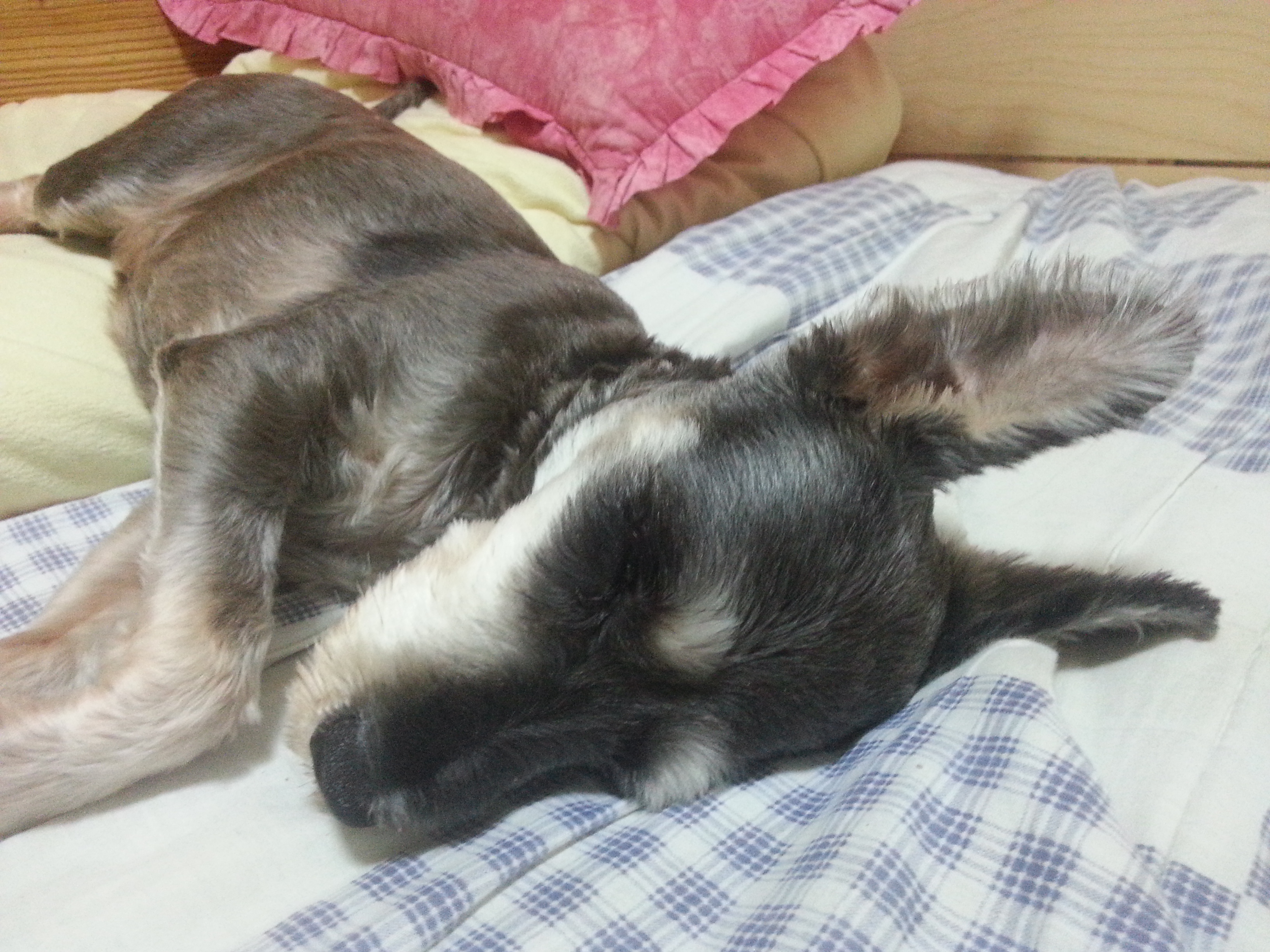 슈나우저 콩이 찾아요 - 강아지 찾아요 - 유기견 보호 센터 - 이미지 3