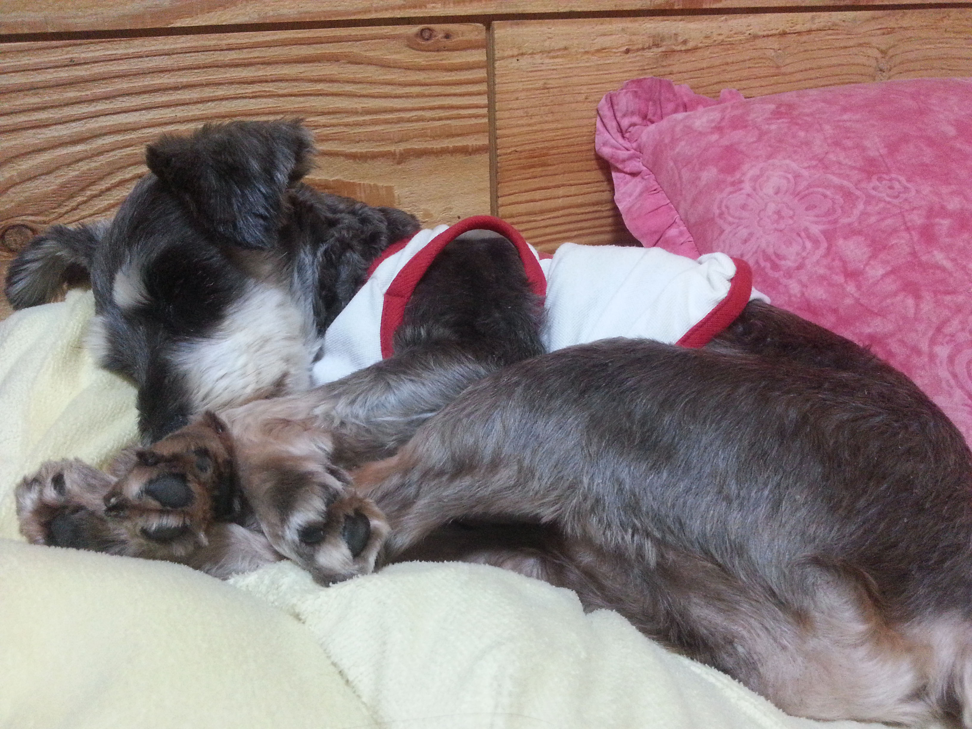 슈나우저 콩이 찾아요 - 강아지 찾아요 - 유기견 보호 센터 - 이미지 2